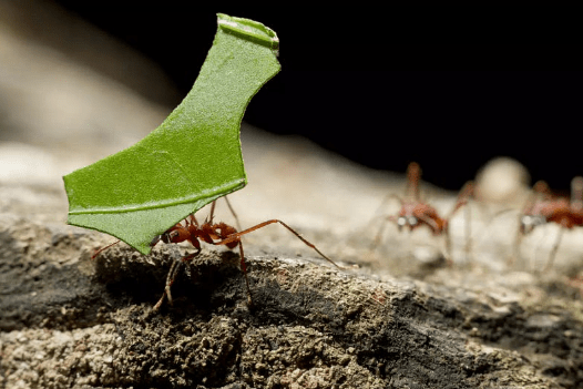 Conserving the Amazon: Challenges and Responsibilities